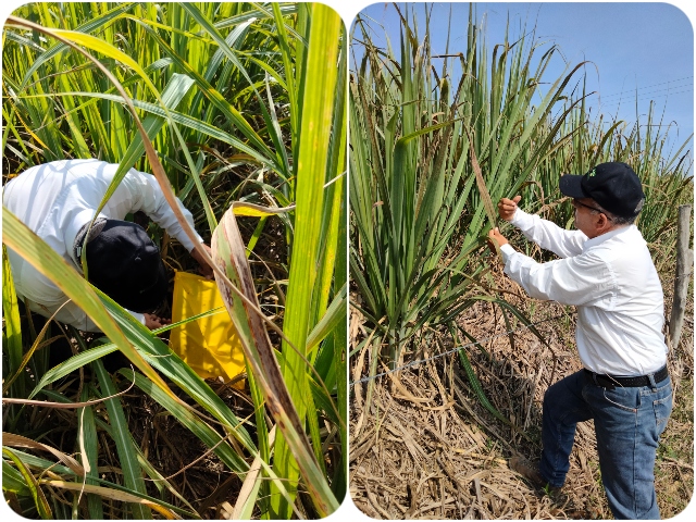Vigilancia fitosanitaria en cultivos de caña panelera