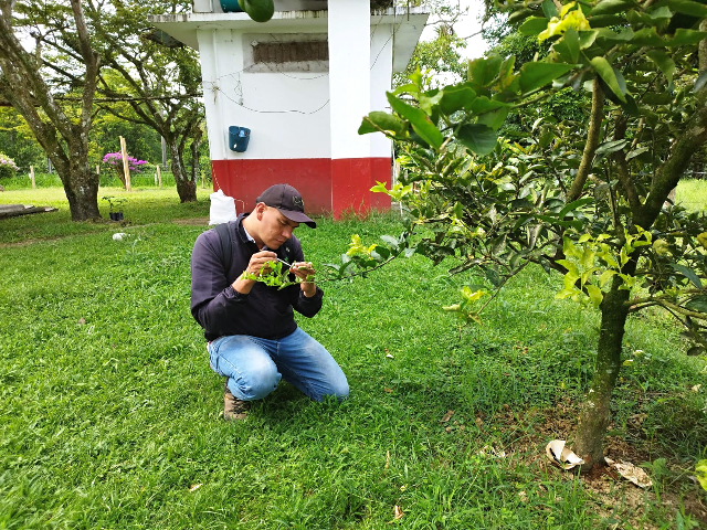  Compromiso del ICA: mantener ausencia de HLB en cultivos de cítricos en el Quindío 