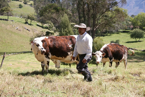 Quindío con primera Zona Libre de Tuberculosis Bovina e importantes avances BPA Y BPG