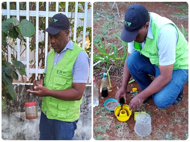 El ICA en San Andrés trabaja para combatir las moscas de la fruta 