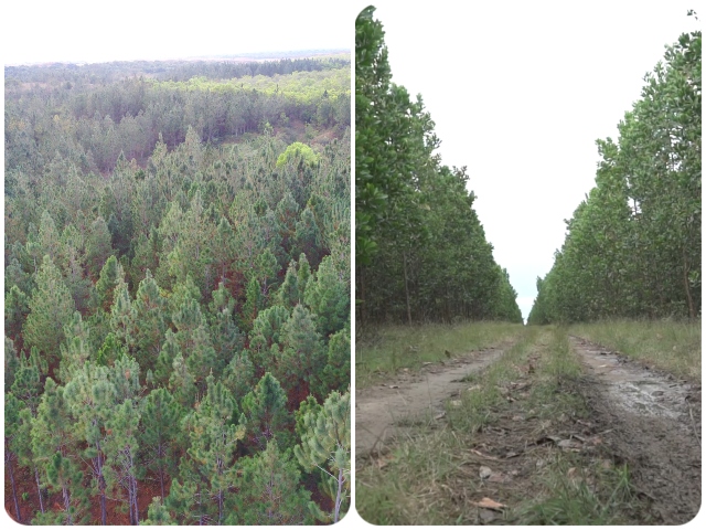 Foto-ICA-registro-ICA-para-plantaciones-forestales-comerciales-2.jpg