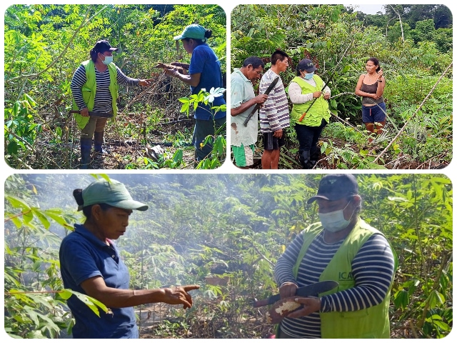  Comunidades indígenas del Vaupés recibieron visita de Inspección Fitosanitaria en sus cultivos de yuca