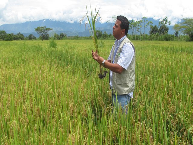 El ICA socializará en Pereira proyecto de resolución que reglamentará la producción y comercialización de semillas en Colombia