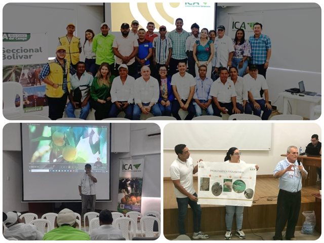 Fortalecimiento cultivos de ñame en Bolívar.