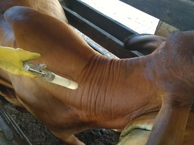 En los municipios del Catatumbo, Norte de Santander, el ciclo de vacunación contra fiebre aftosa y brucelosis bovina, se extendió una semana más