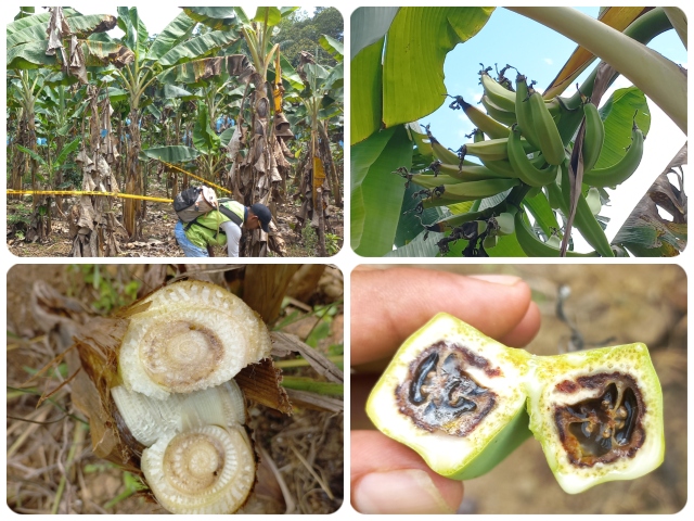 Continúan las labores de control y erradicación del Moko del plátano en Guaviare