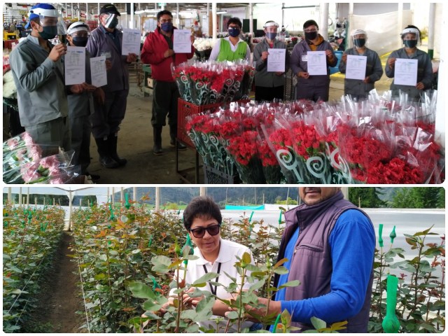 Como un factor importante para el desarrollo agrícola se consolida la producción de ornamentales en Boyacá. 