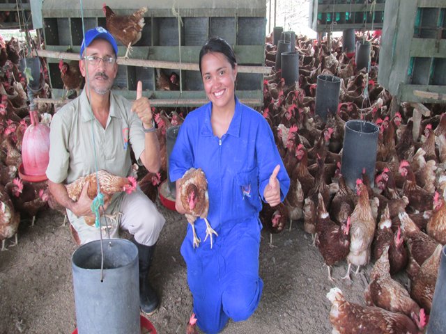 El ICA hace un llamado a los avicultores para que intensifiquen las medidas sanitarias ante la presencia de Newcastle 