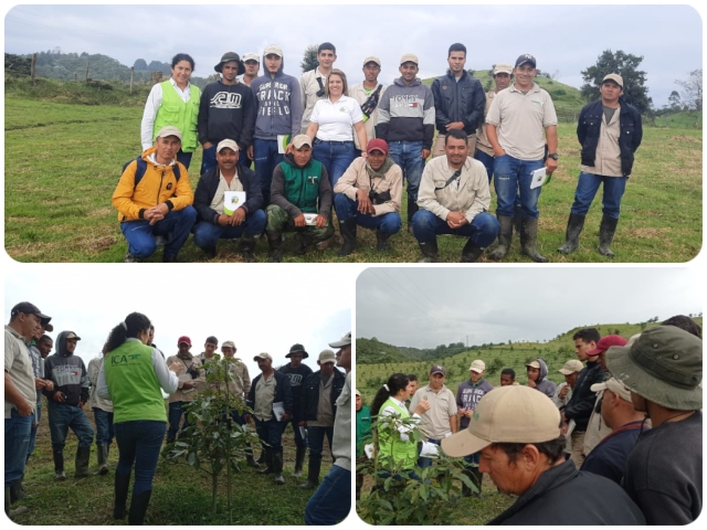El ICA evalúa prevalencia de plagas cuarentenarias en cultivos de aguacate Hass del Quindío 