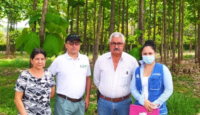 Foto-ICA-Vigilancia-fitosanitaria-a-plantaciones-forestales-comerciales-1.jpg