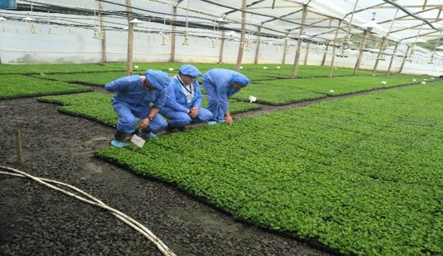 Con estricta vigilancia fitosanitaria el ICA trabaja por la calidad de las especias ornamentales del país