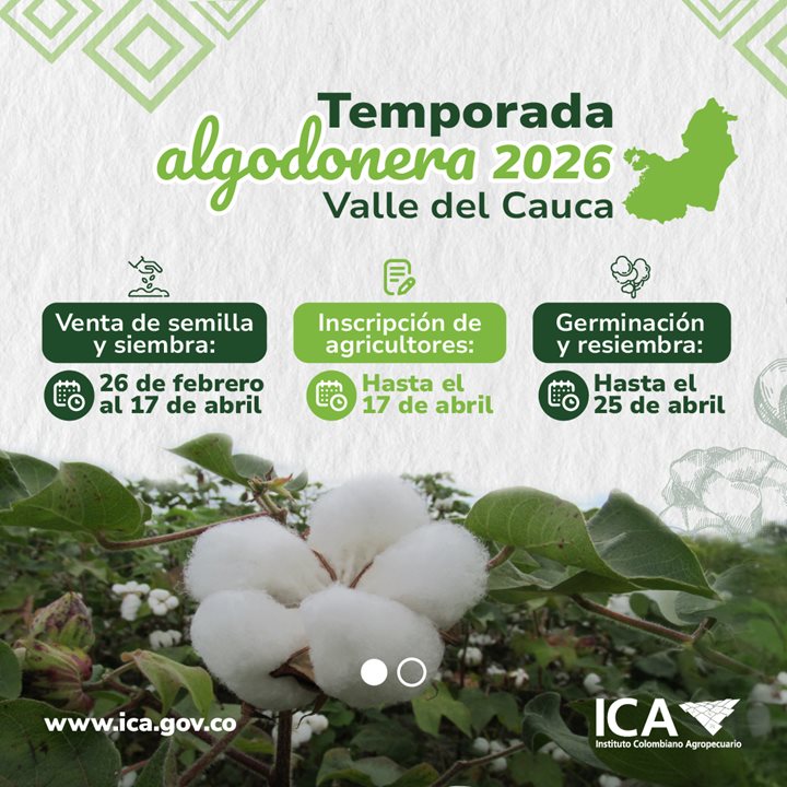 Temporada-algodonera-c-1.jpg
