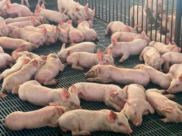 Admisibilidad para la carne porcina a Singapur 