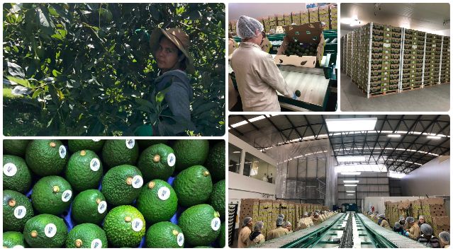 collage-ica-hass-exportacion.jpg collage-ica-hass-exportacion.jpg