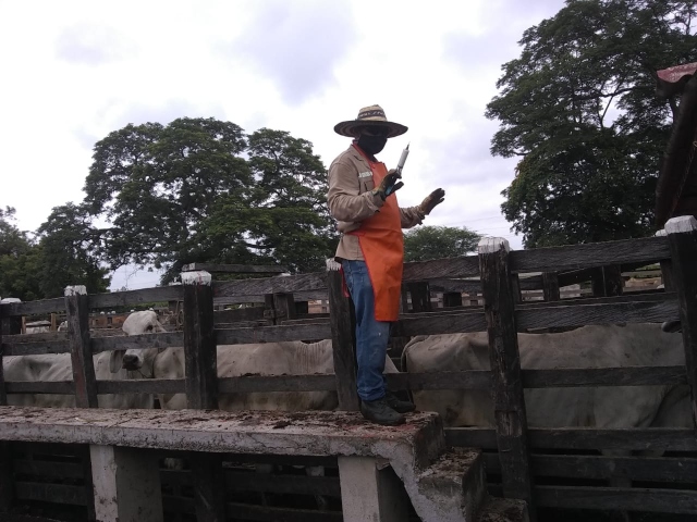 Colombia aumentó la cobertura y vacunó contra aftosa el 98,7 % del hato bovino y bufalino del país 
