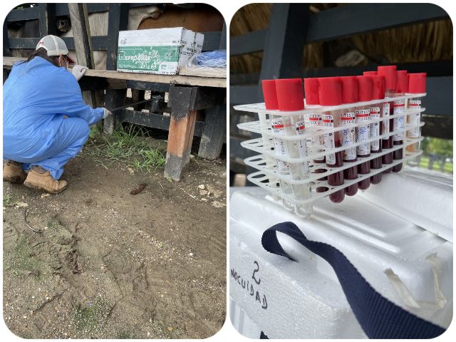El ICA analiza la presencia de residuos de medicamentos veterinarios y sustancias químicas en la producción ganadera 