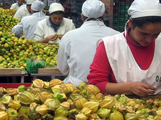 Inició en forma la expedición de certificados electrónicos para exportación de productos agrícolas con Holanda 