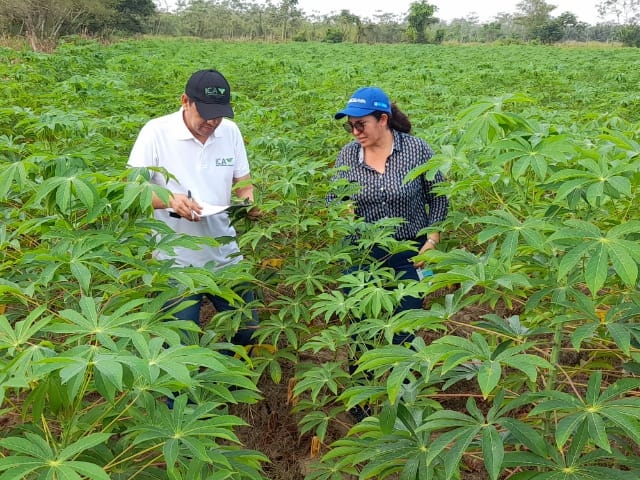 Vigilancia semilla de yuca