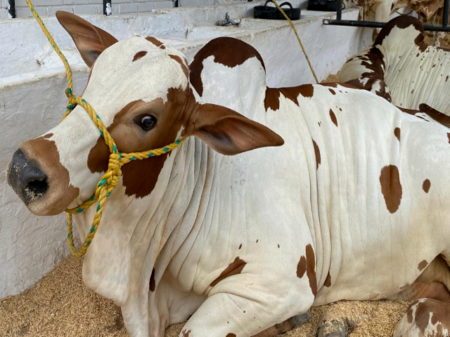 El ICA otorgó licencia zoosanitaria y fitosanitaria para la realización de Agroexpo 2023