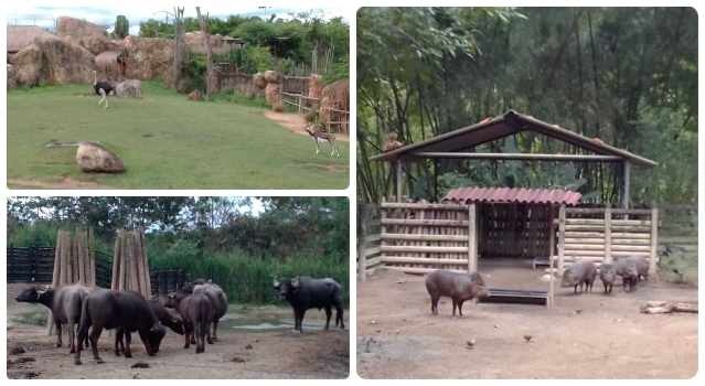 El bioparque Ukumarí cumple con todos los requisitos de sanidad animal