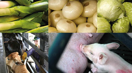 El ICA reglamentó las solicitudes de análisis de riesgos para la importación a Colombia de animales, vegetales y sus productos 