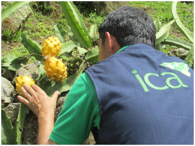 Frutas colombianas.  