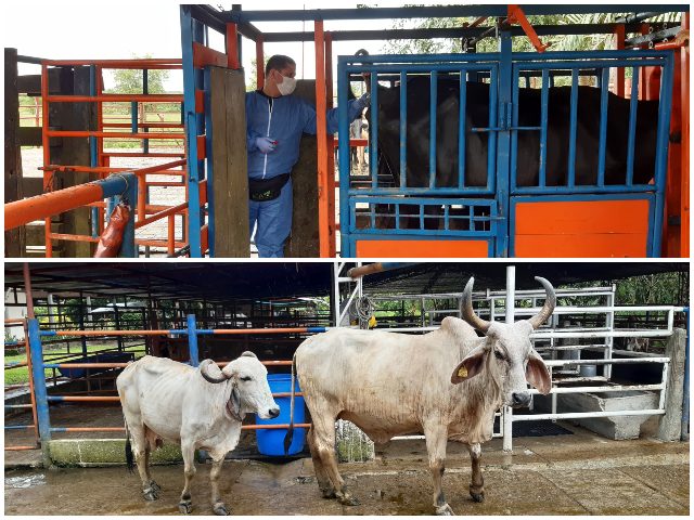 El ICA hace seguimiento y realiza muestreo serológico en predio con proceso de recertificación como libre de brucelosis bovina