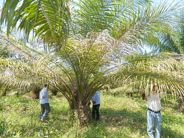 El Consejo Seccional Agropecuario, CONSEA, se realizó en Valledupar