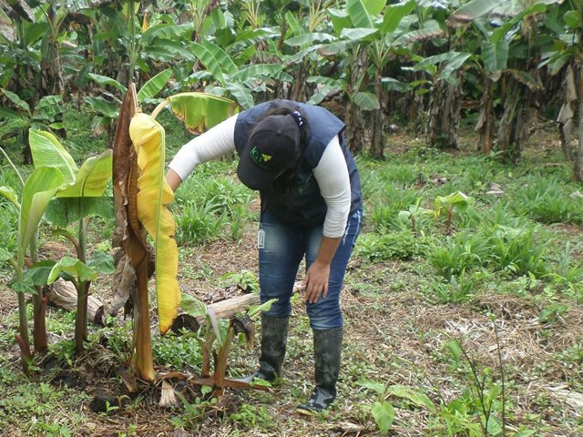 Visitas de monitoreo y control del Moko del plátano, realiza el ICA en Guainía
