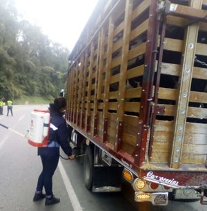 Intensifican-acciones-de-control-en-el-movimiento-de-animales-para-mantener-sanidad-agropecuaria-en-Caldas-1.jpg