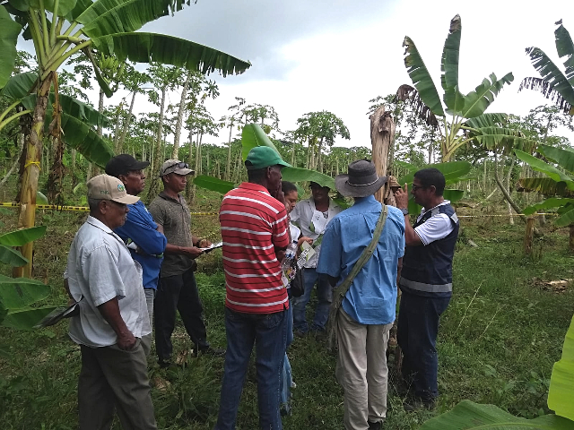 Trabaja con productores de Palenque 