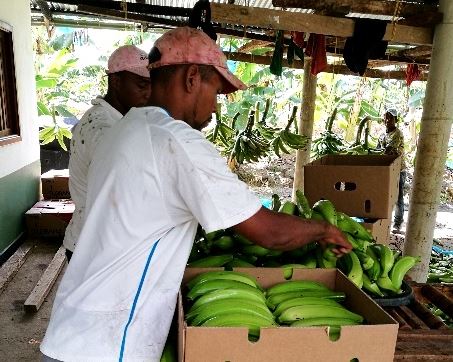 La sanidad del plátano chocoano es inspeccionada por el ICA