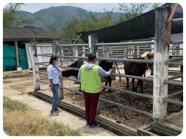 El ICA hace seguimiento a los animales que ingresan a la planta de beneficio en Algeciras- Huila