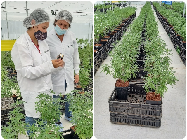Inspección y vigilancia en cultivos de cannabis del Meta
