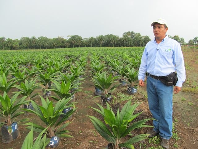 Productores de palma de aceite han registrado 764 predios en el departamento del Meta