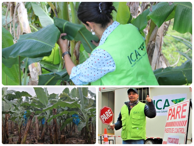 Evitar la propagación de la Marchitez por Fusarium Raza 4 Tropical, R4T, ¡es responsabilidad de todos!