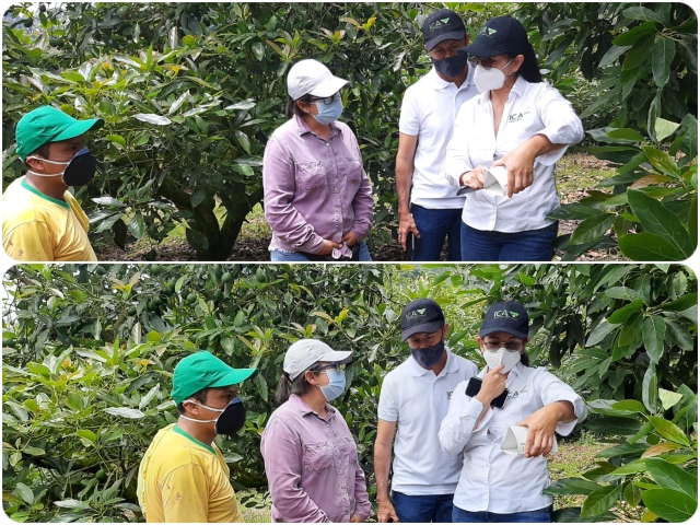Visitas de inspección, vigilancia y control a predio de aguacate Hass