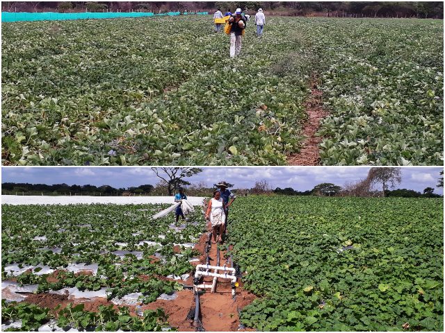 Cultivo de melon en La Guajira. 