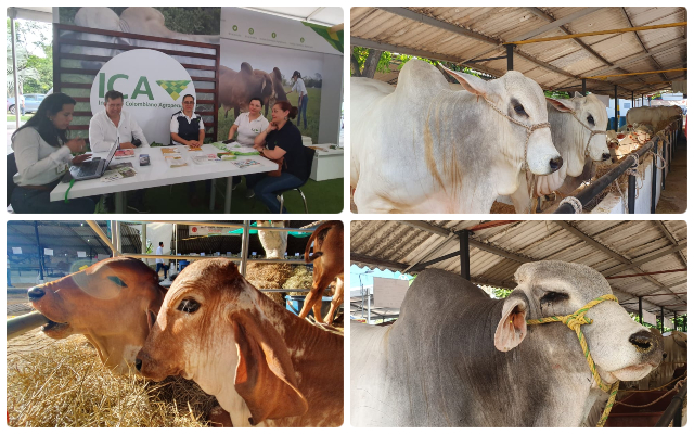 El ICA presente en la Feria Nacional Cebú 2019