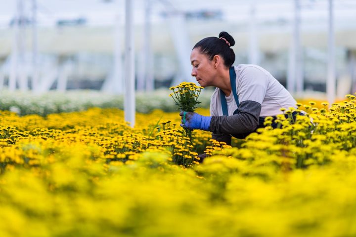 FLORES-ICA.jpeg FLORES-ICA.jpeg