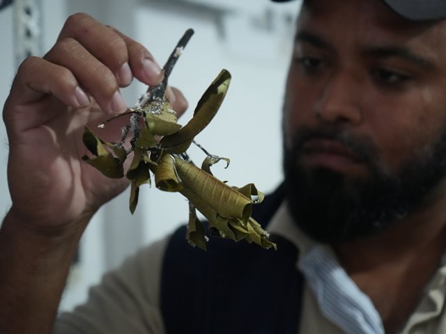 En Providencia, el ICA, AGROSAVIA y la Secretaría de Agricultura y Pesca municipal, le están ganando la batalla a la Cochinilla Acanalada, (Crypticerya multicicatrices Kondo y Unruh)