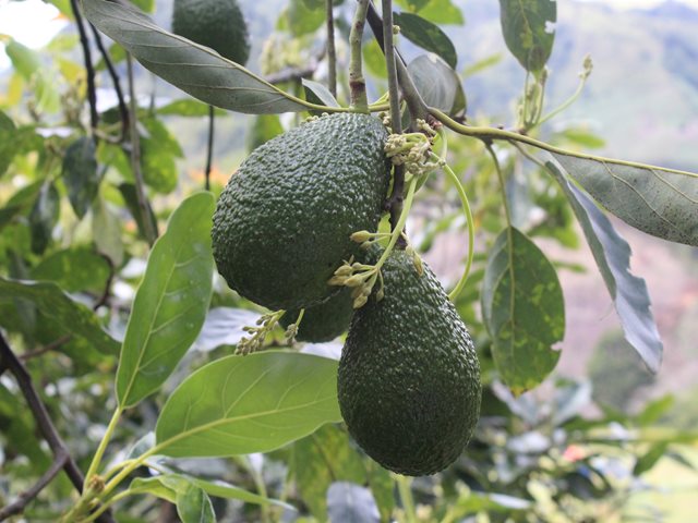 Agroempresarios de aguacate Hass en Caldas, trabajan para tecnificar sus cultivos 