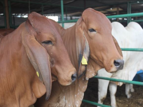 El ICA atiende caso de rabia silvestre en el departamento del Caquetá