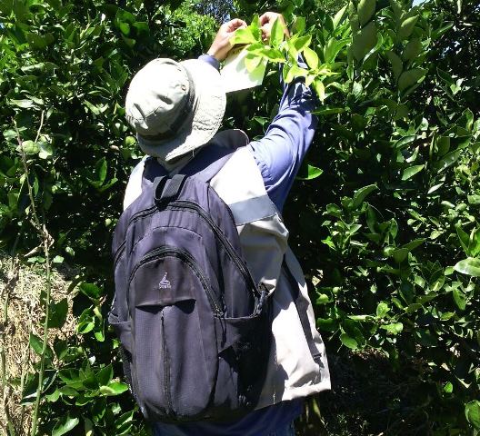 El ICA inició entrega de 5.000 trampas para monitorear el insecto Diaphorina citri Kuwayama , vector de la enfermedad HLB de los cítricos bajo el modelo de Área Regional de Control, ARCO 
