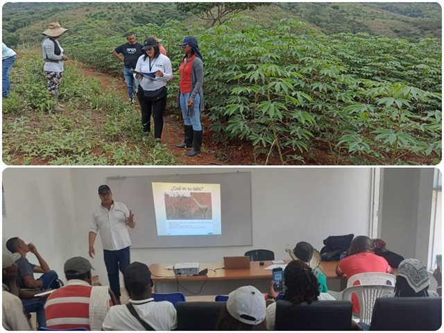 En el Cauca, el ICA realiza actividades de vigilancia fitosanitaria ante la presencia del gusano cachón