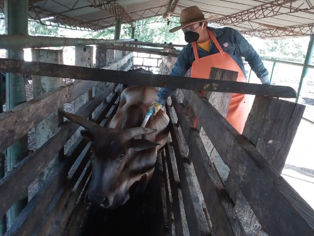 Éxito en vacunación contra fiebre aftosa.