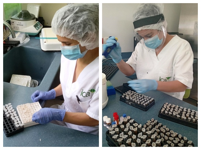  Laboratorio de diagnóstico veterinario del ICA en Barranquilla, soporte para la exportación de bovinos 