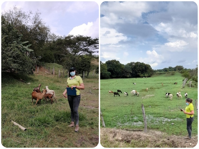 Visitas a predios ovino-caprinos del Tolima