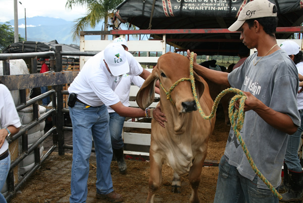 ICA does phyto and zoosanitary control for the good development of Catama 2010