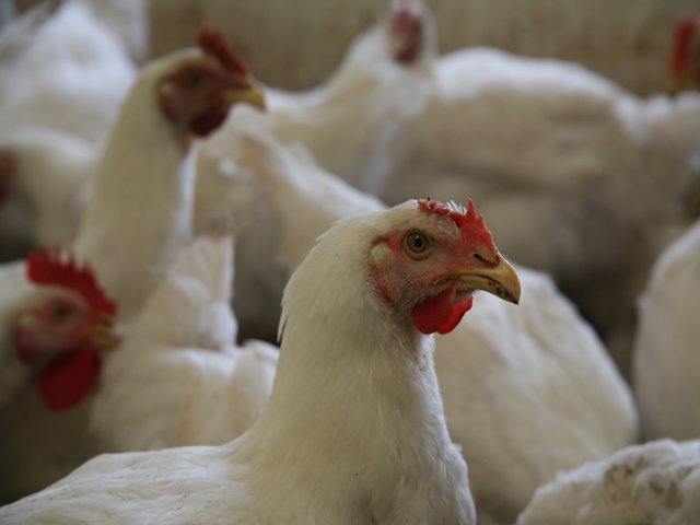 En Córdoba, ICA certifica 95% de las granjas avícolas como bioseguras